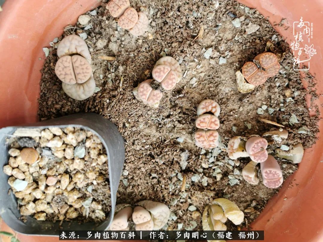 唯美雅致意境飘逸的多肉,蝶舞悠然多肉视频