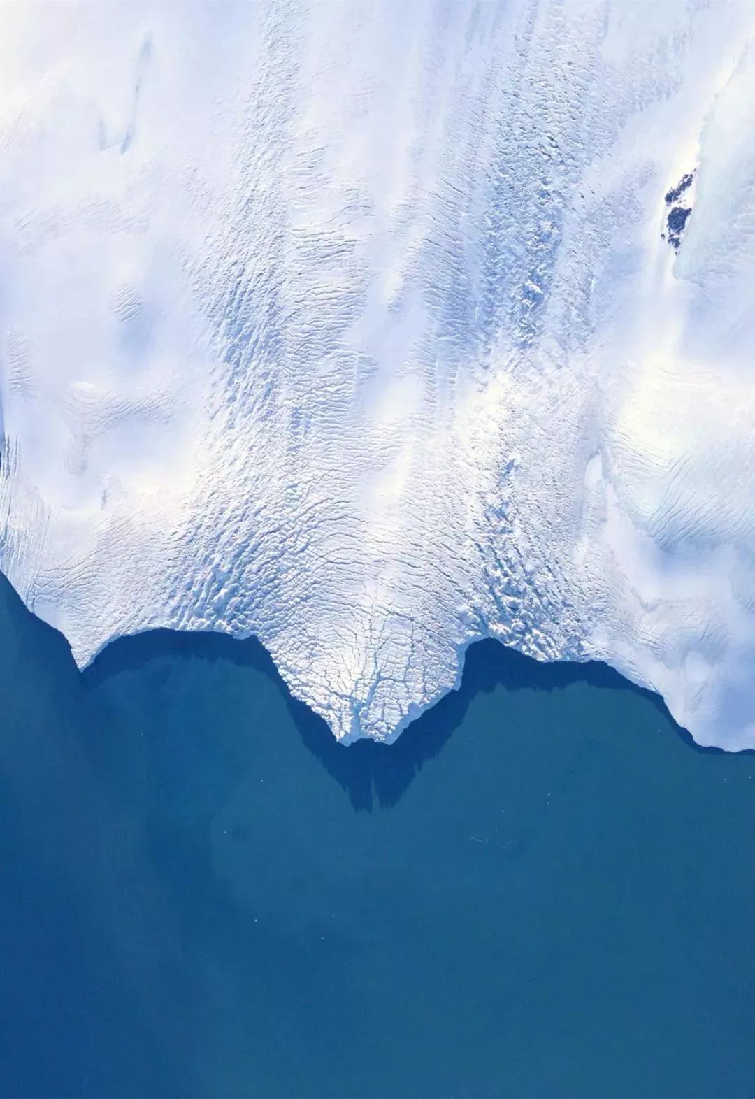 南极的神奇动物企鹅,南极生物图鉴