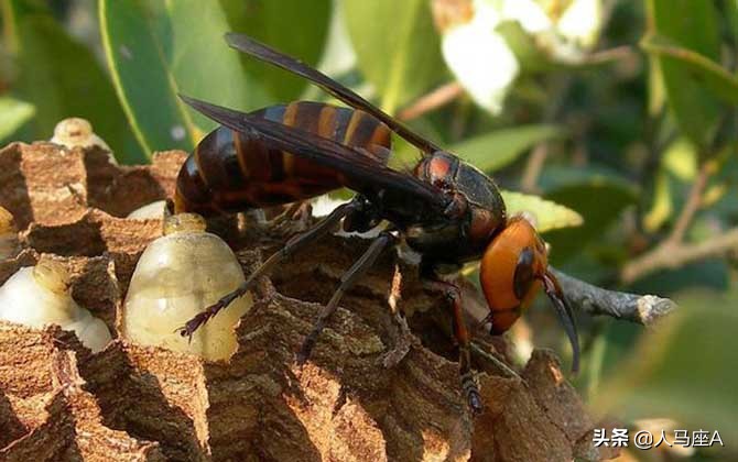 亚洲大黄蜂袭击蜂巢视频,亚洲杀人大黄蜂分布