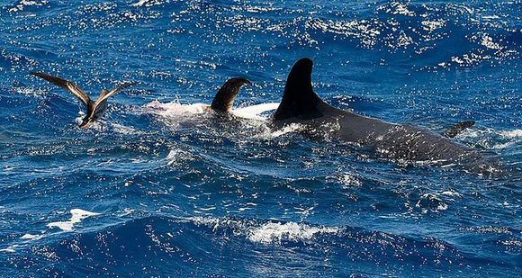 剑鱼vs旗鱼vs金枪鱼谁速度快,游得最快的海洋动物旗鱼