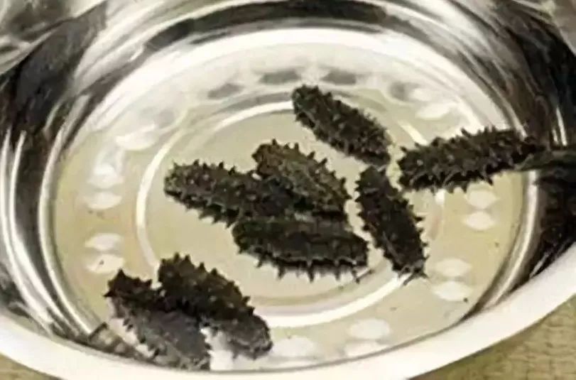 海参泡发过程中营养价值会流失吗,简单的海参泡发的正确方法