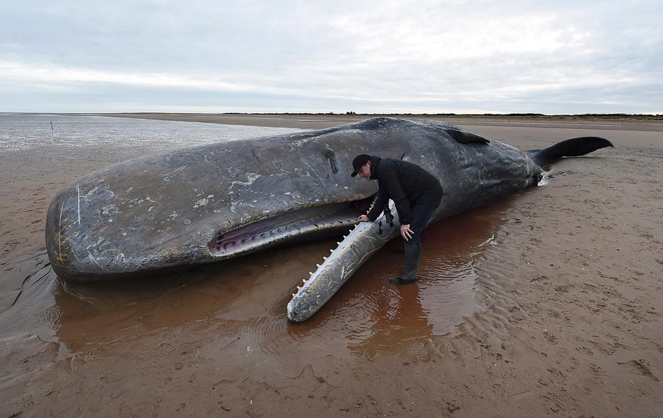 这几种文玩千万别碰,这8种文玩好玩好盘无假货