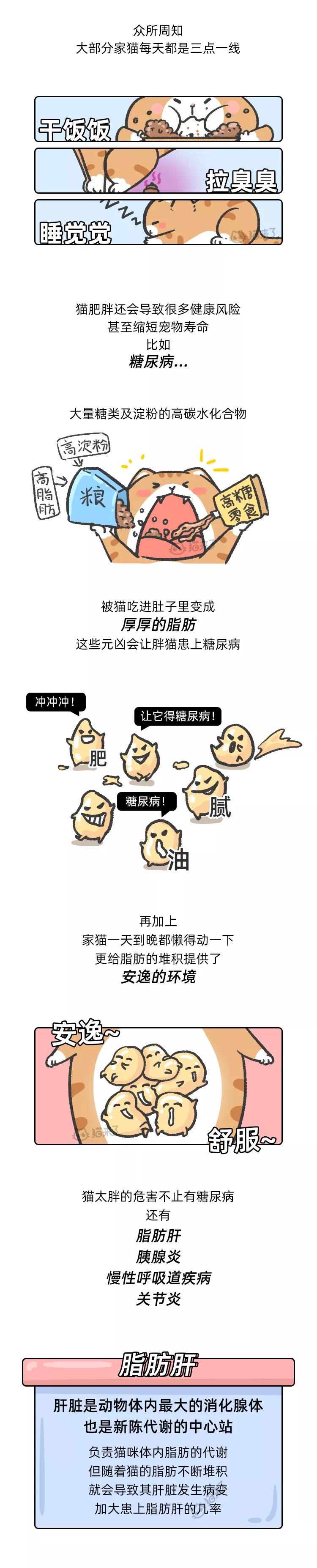 猫咪很可爱但是没有尾巴,猫咪的行为为什么这么可爱