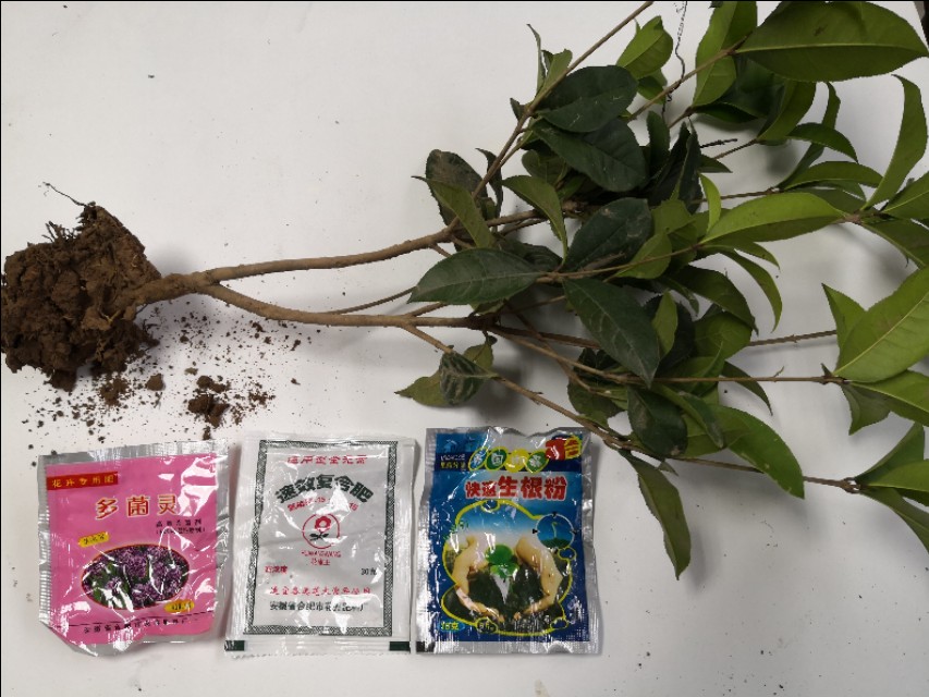 网购桂花盆栽,网购的花养多久才能活