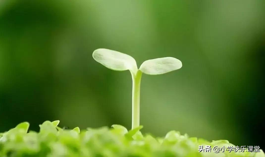 四年级语文第三单元观察日记作文,四年级观察日记400字优秀作文植物