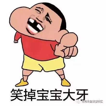 小鸟如何开食,鸟怎么开食算成功