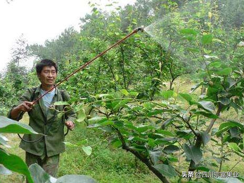 梨子裂果的防治方法,怎样防治梨子快成熟时腐烂病