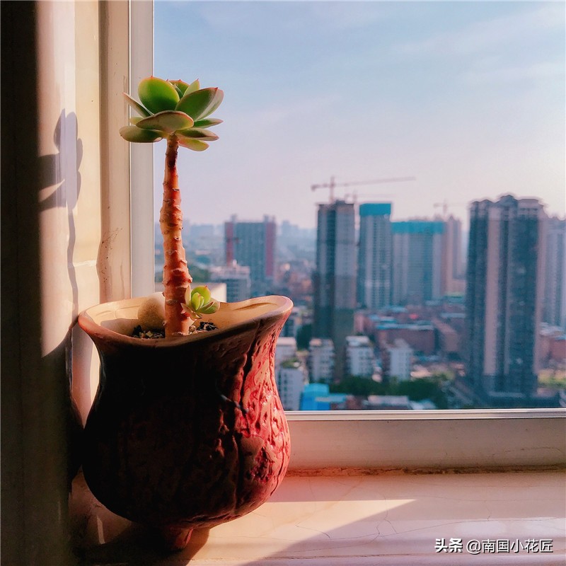 夏季阳台上高温闷热养多肉怎么办,高温天气养多肉