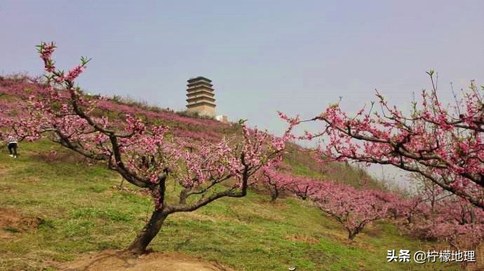 西安王莽乡桃花基地,西安王莽万亩桃花园