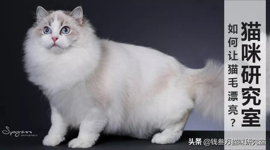 怎么能让猫毛有光泽,如何让猫毛光滑漂亮