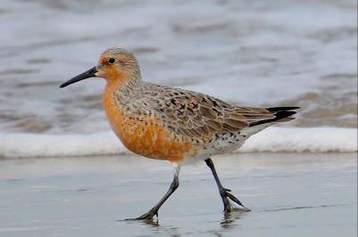 广东常见鸟类图谱图文,广东常见鸟类图谱