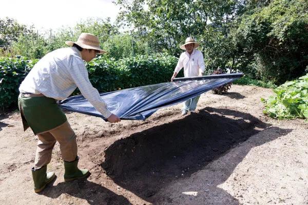十月花事丨花园覆盖地膜好处多：除草、保暖、保湿、防虫