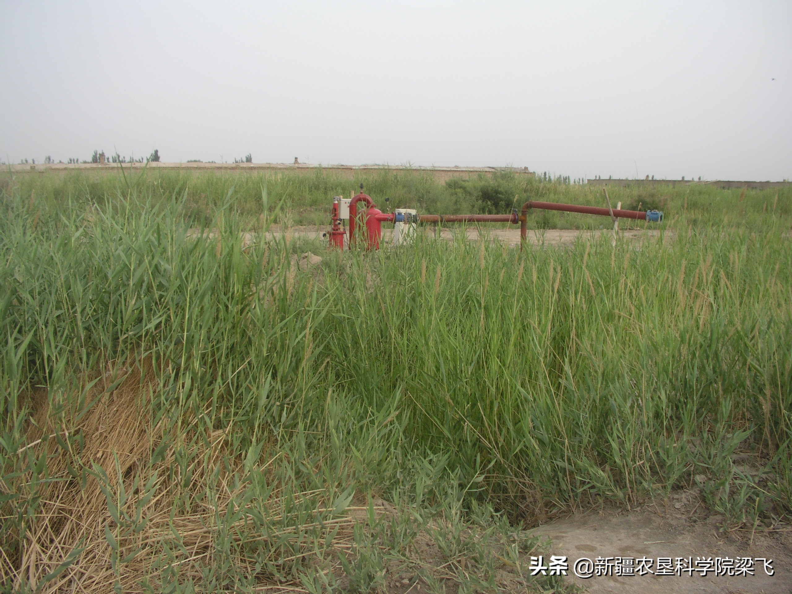 盐角草与碱蓬的区别,盐地碱蓬改良盐碱地