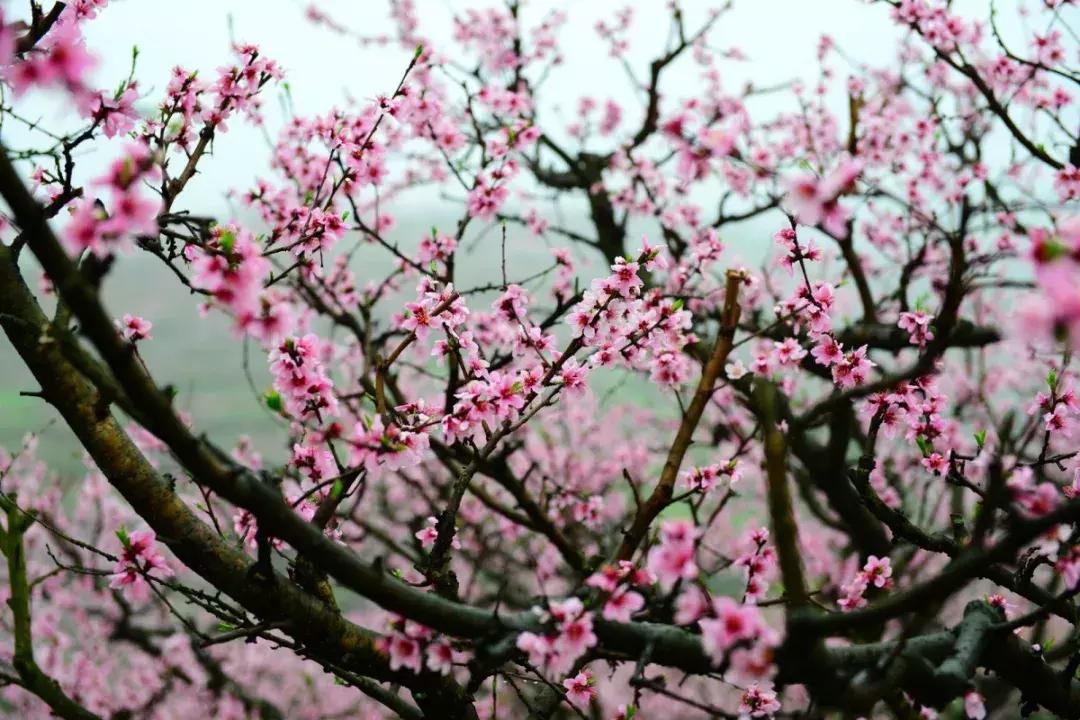 传统说法桃木剑辟邪有何渊源,桃木剑的驱邪用法