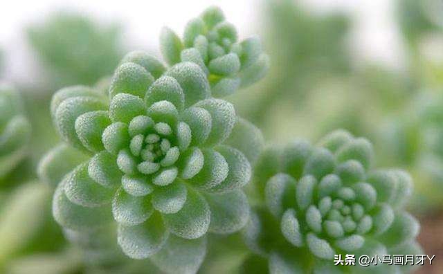 动物成语大集锦，和孩子们来场动物成语飞花令