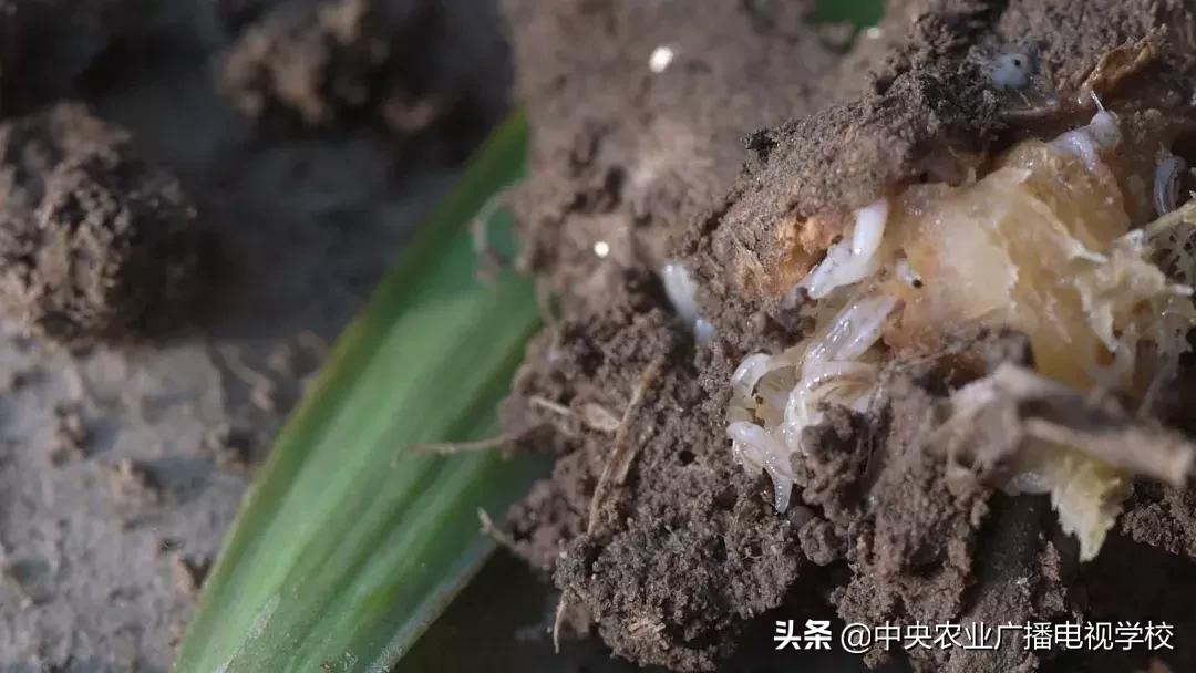 农广天地蛴螬养殖技术,韭蛆怎么防治最好