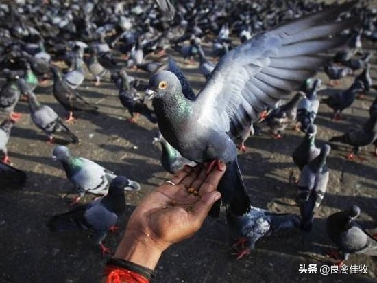 鸽子的头歪了怎么办,鸽子歪脖用什么药治好得快