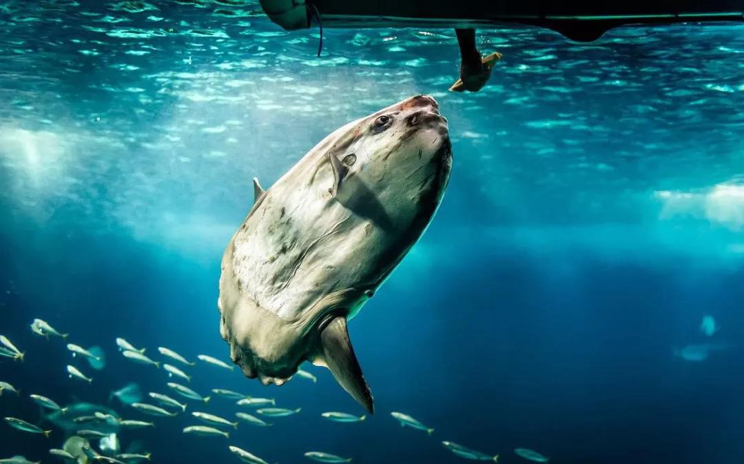 越看越上瘾的航海冷知识,这些海洋冷知识你一定想知道