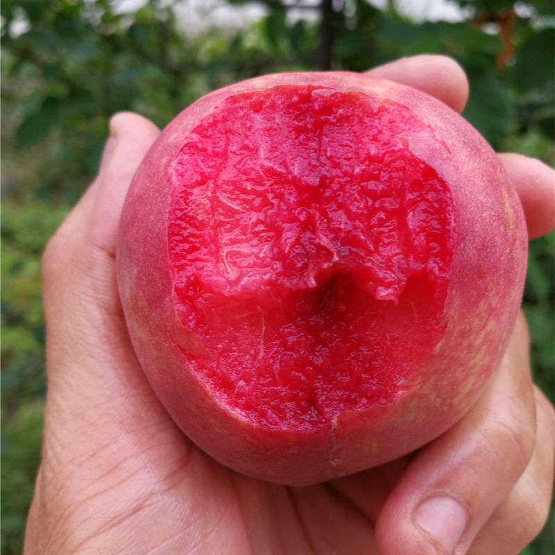 含铁高的水果蔬菜排行榜,含铁丰富的水果是什么