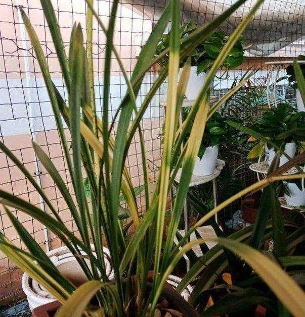 兰花叶子尖发黄是什么原因呢,兰花叶尖发黄是什么原因怎样处理