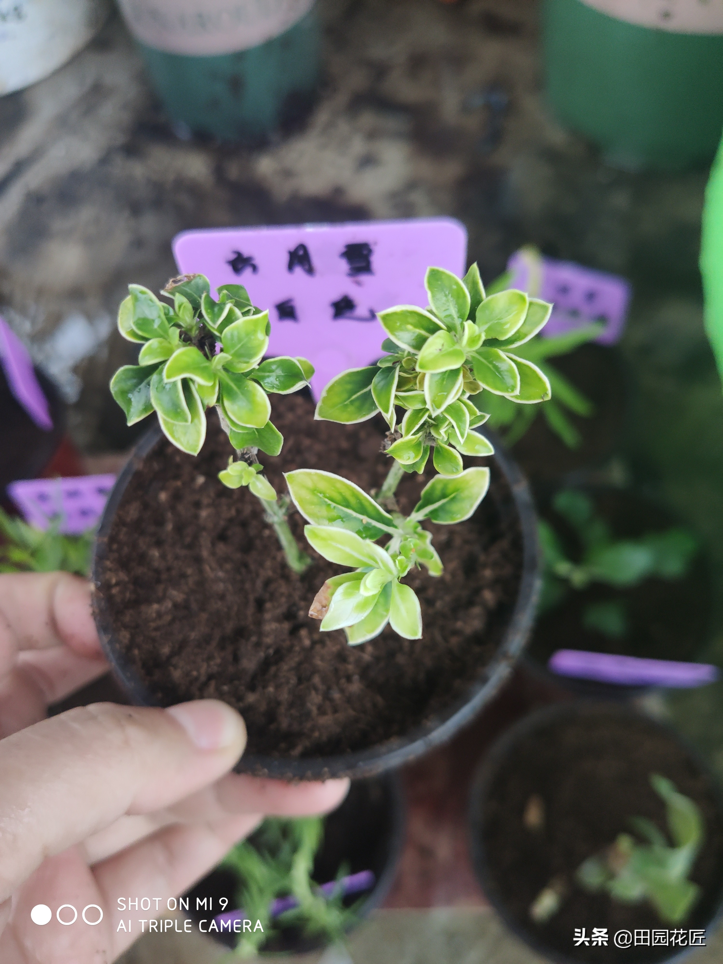 六月雪叶片发黄解决方法,六月雪叶子的养护方法