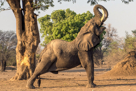 大象啪啪啪的时候是这个样的，如此硕大的动物也有这么温柔的一面