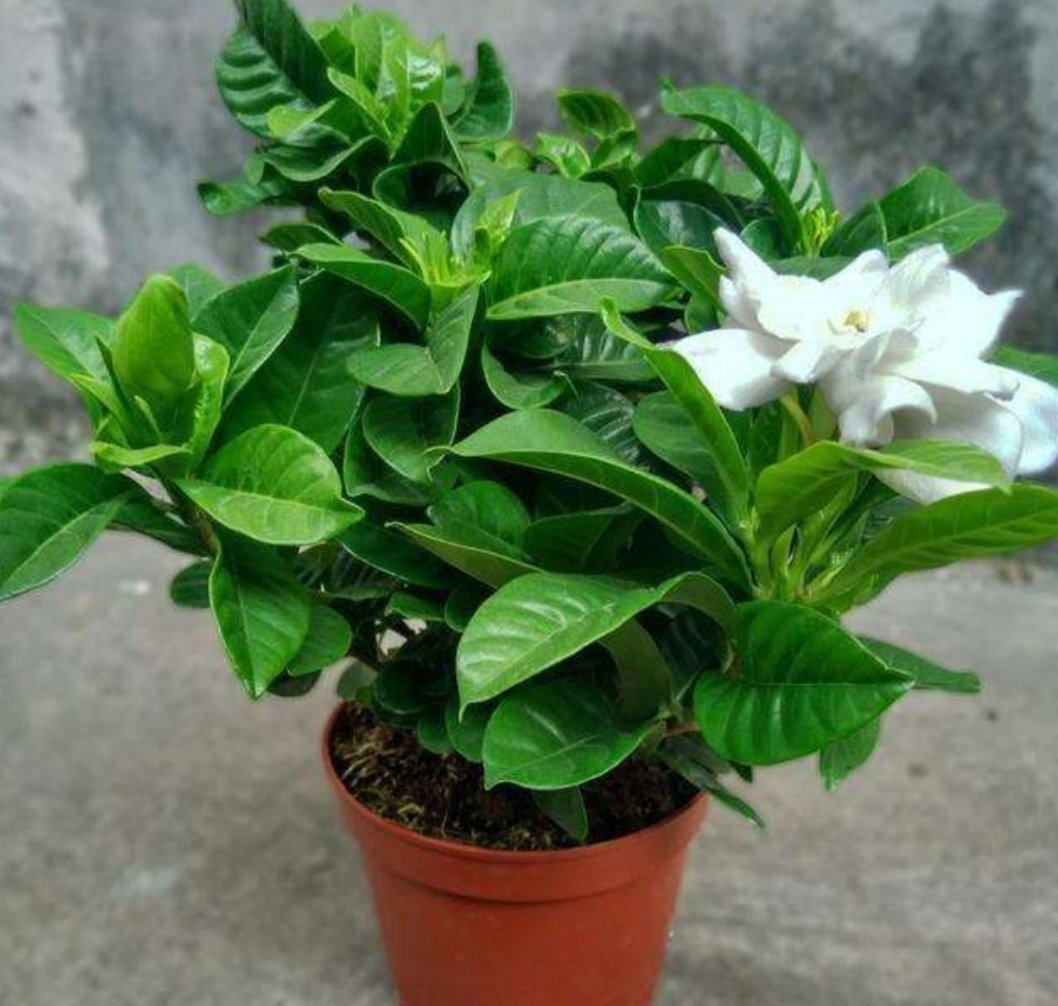 栀子花黄叶有什么管用的方法解决,栀子花黄叶怎么养护