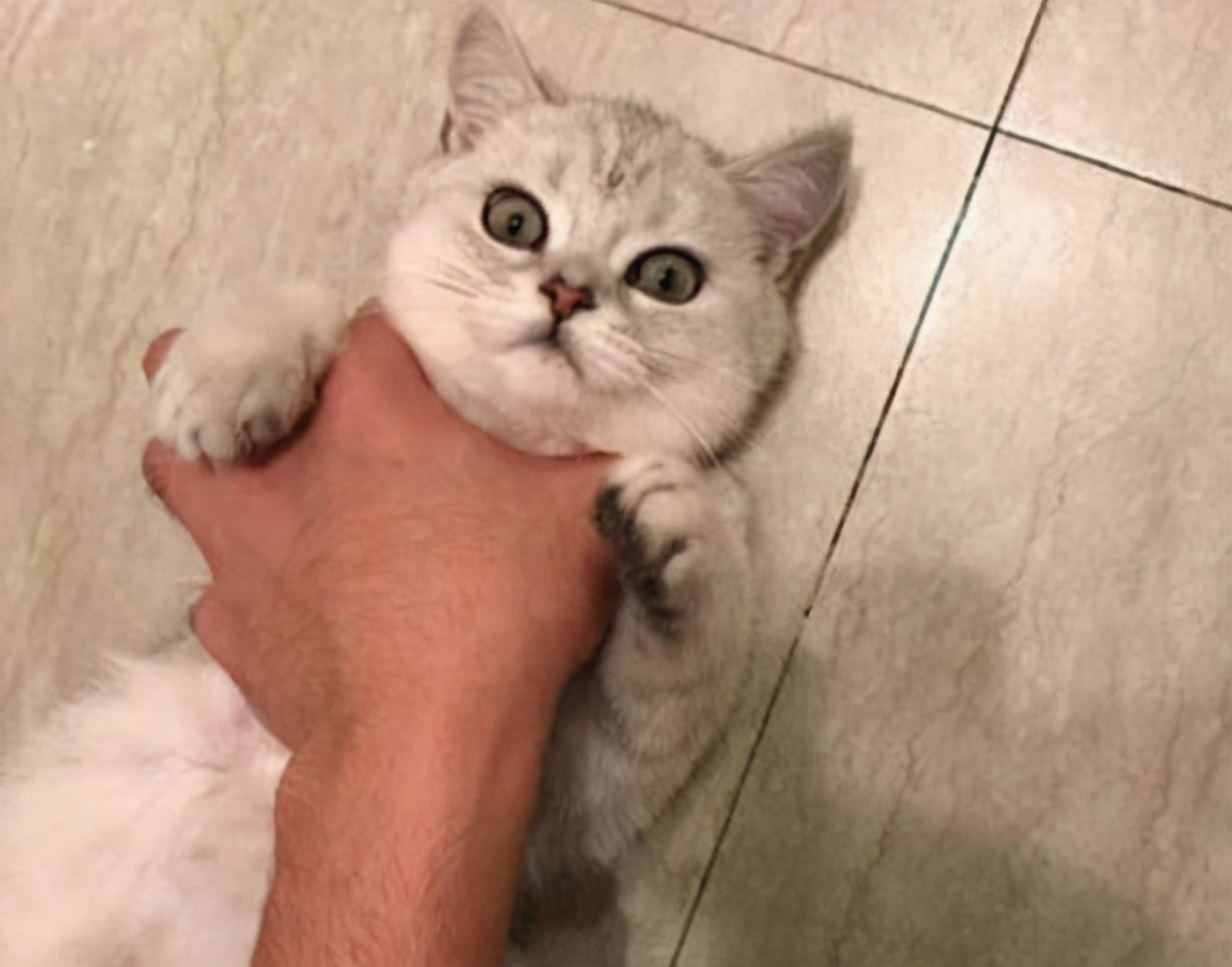 让猫咪粘主人的声音,让猫咪粘人的方法