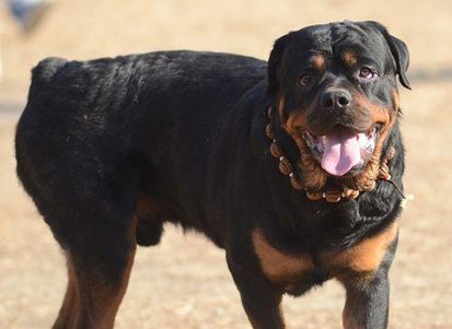 中国比较凶猛的犬,中国被公认的最凶猛的犬