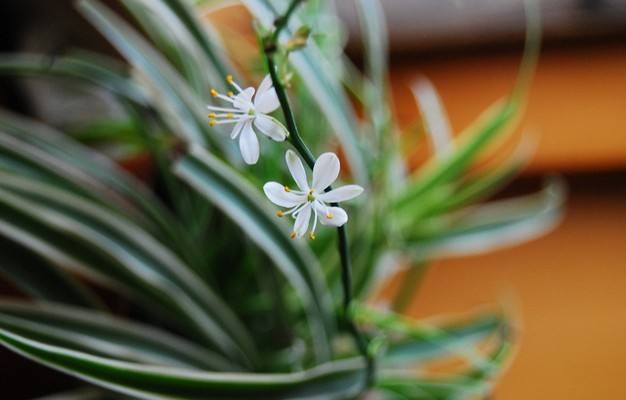 吊兰花卉盆栽品种,吊兰奇特养法