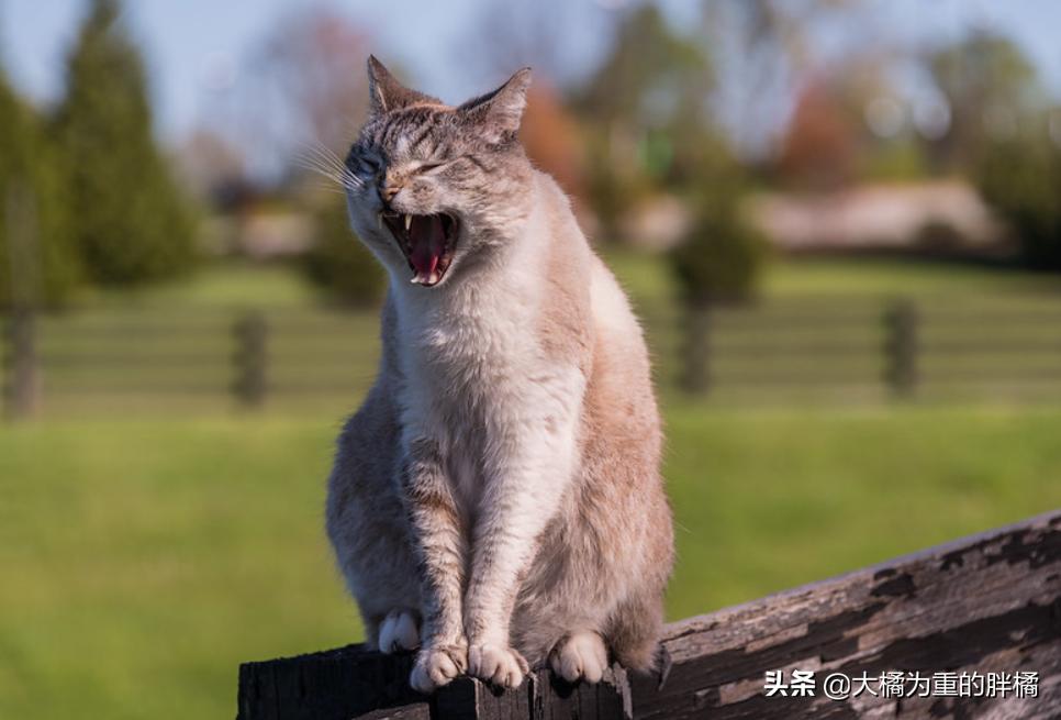 让猫咪在家不孤单,新手养猫怎么能让猫咪只黏自己