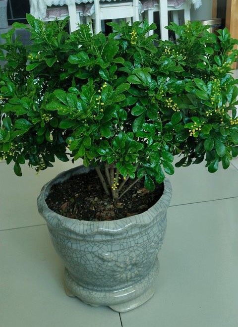 室内养米兰浇水的正确方法,室内养米兰的注意事项