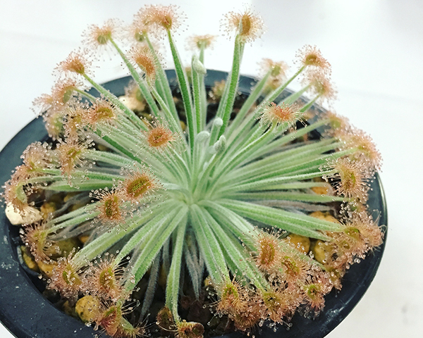 种植什么植物能驱蚊蝇,养什么植物驱蚊驱蝇