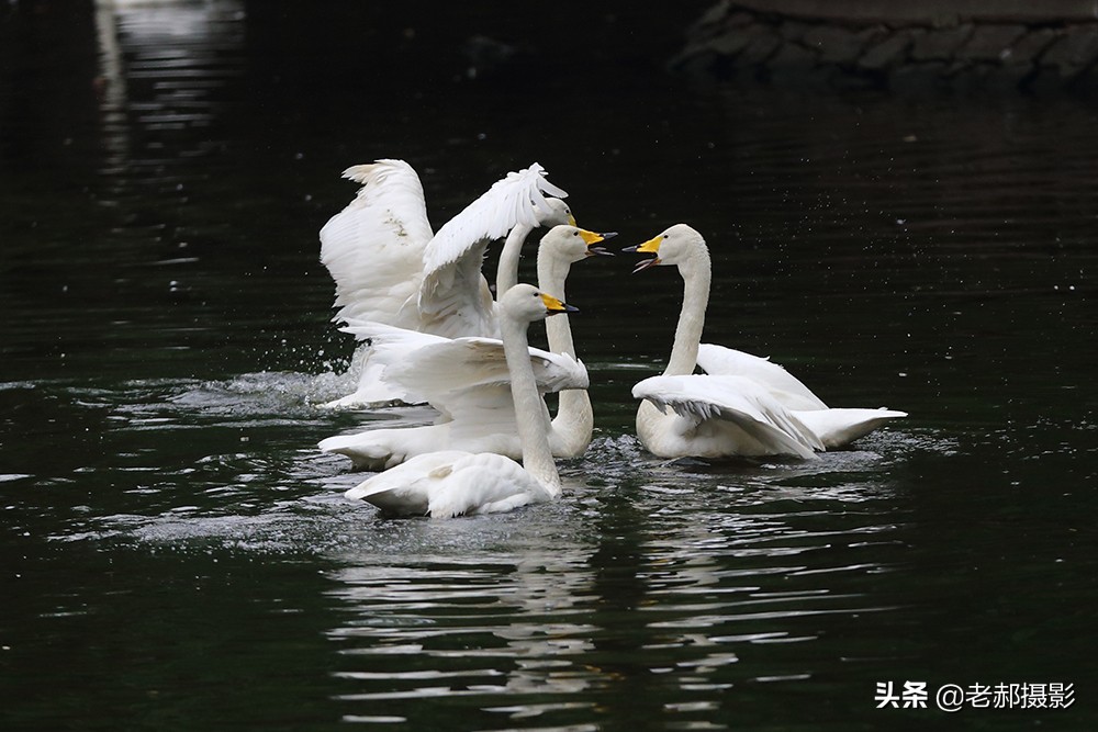 四小天鹅完整版歌曲,四只小天鹅歌舞