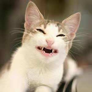 猫的100种奇特行为,猫咪的笑是怎么弄出来的