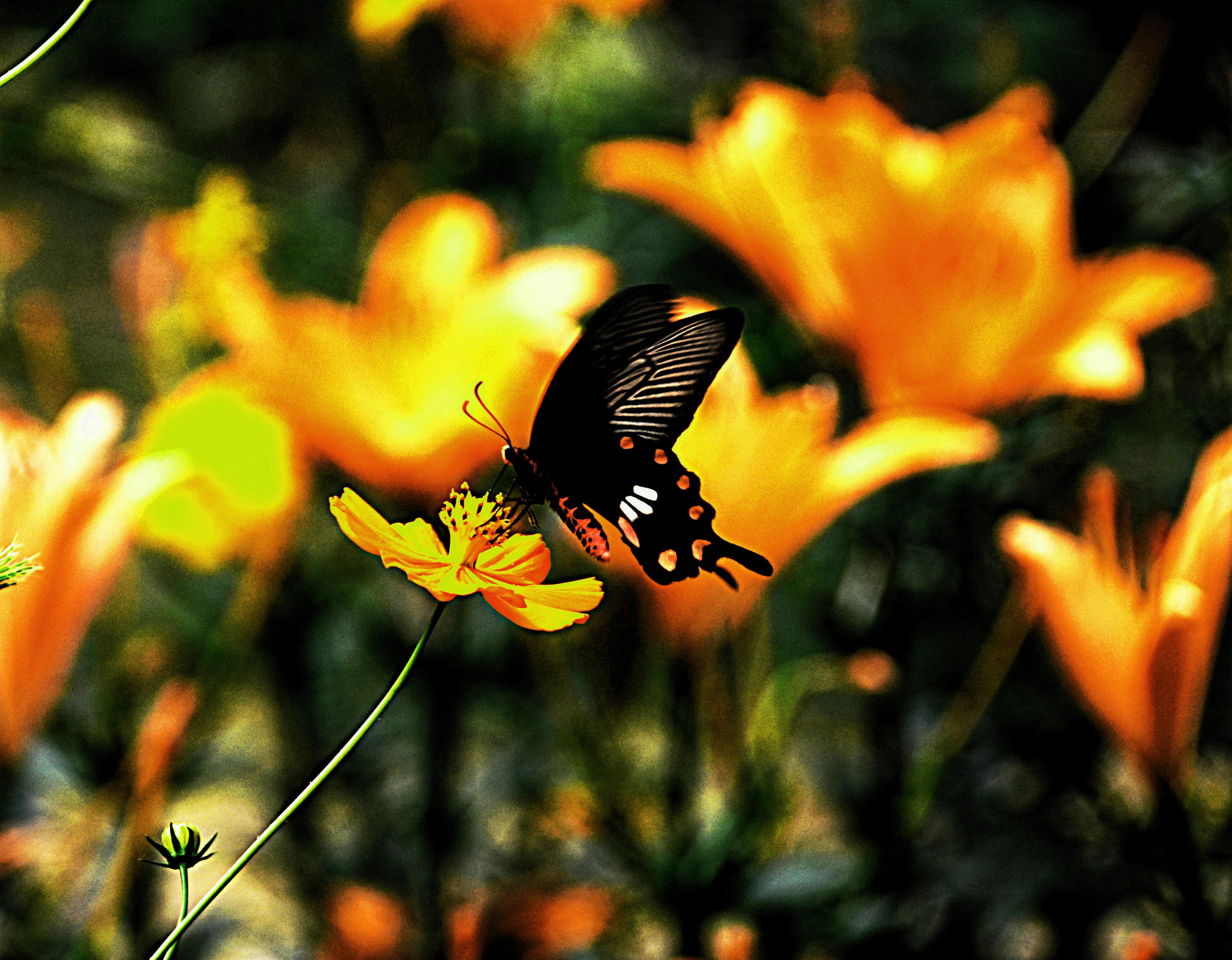 无锡梅园百合花节,无锡梅园的百合花开了