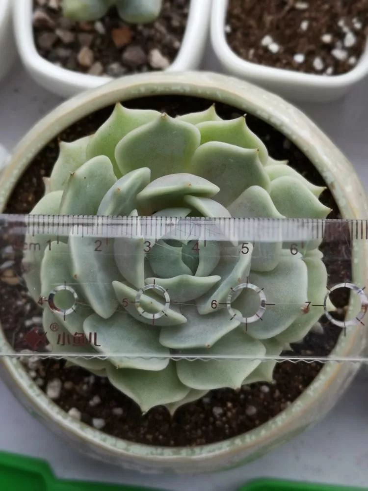 多肉一个月对比照,多肉30天前后对比图