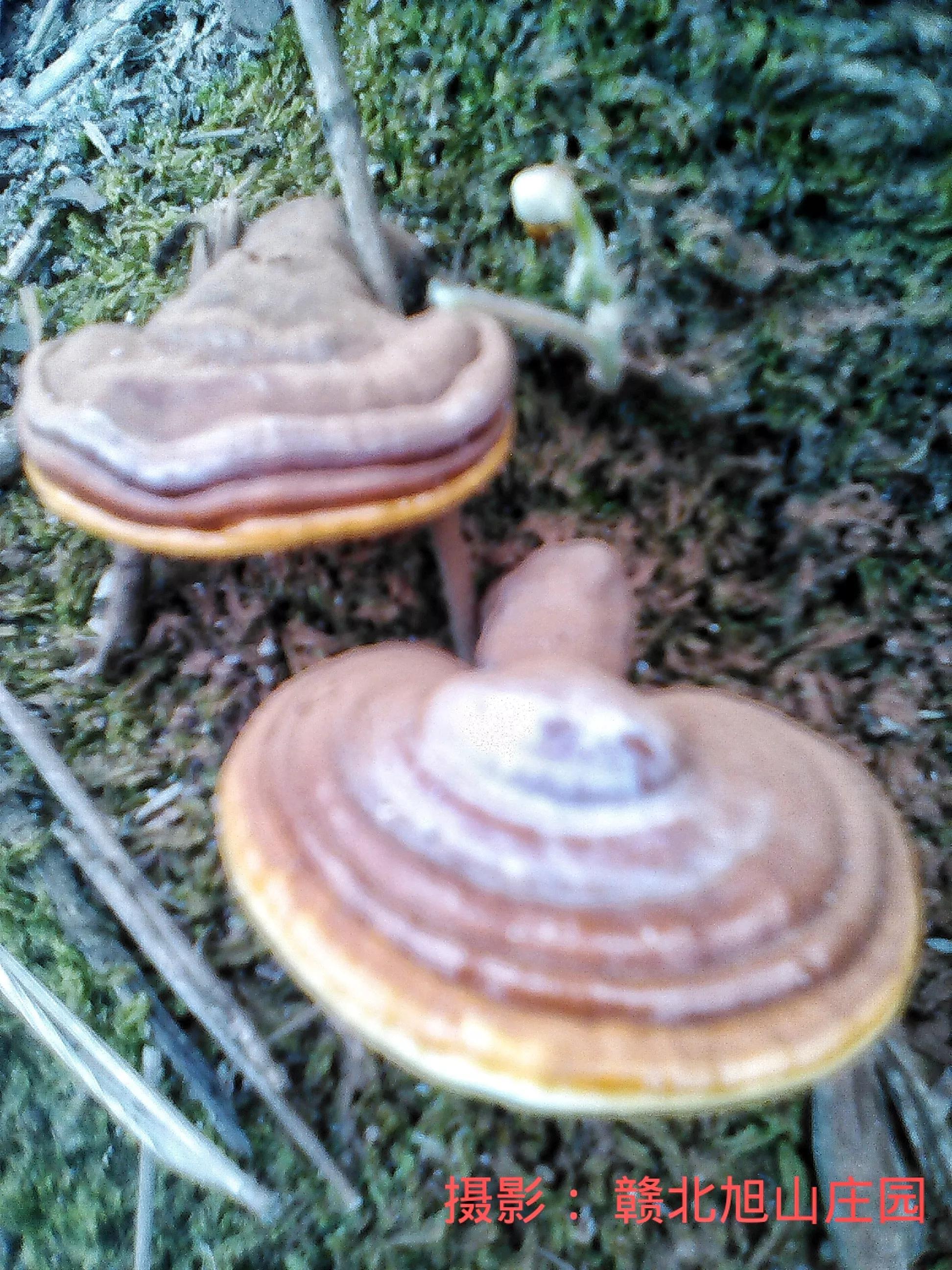 江西省赣北旭山庄园,灵芝旭山庄园