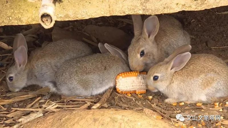 「笔塔热点」丘北1村民租地养兔探出致富路，年入30多万