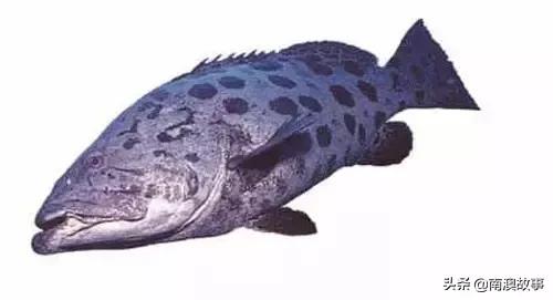 潮汕海鲜大全带图片,十大最好海鲜鱼