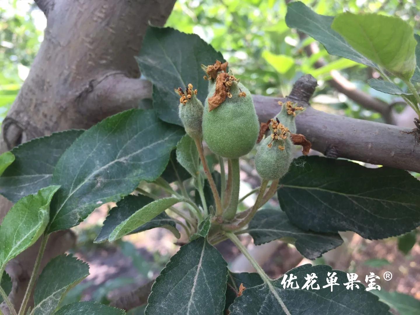 优花单果宝管用吗,优花单果宝疏果原理