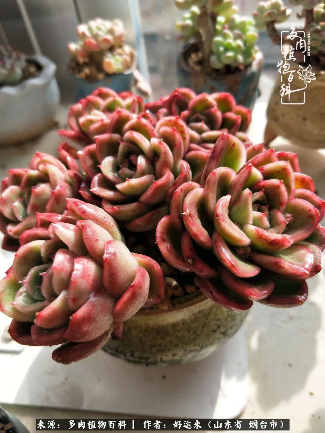 世上怎么会有这么可爱的生物,这世上怎么会有那么可爱的小可爱