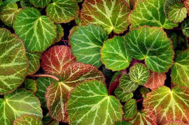 这花厉害了，看着墙就爱爬，叶片有花纹枝条绿油油，能做天然花墙