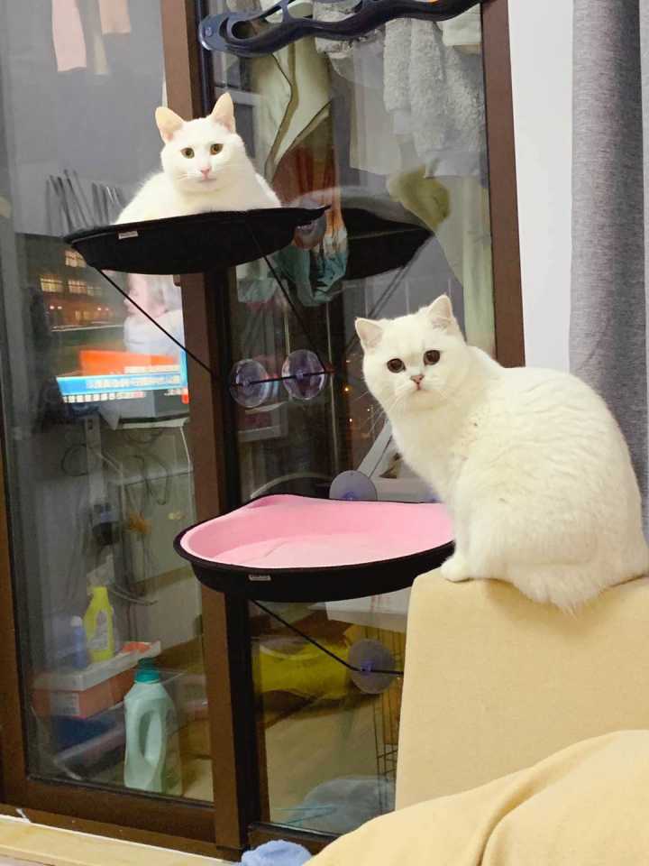 第一次养猫应该知道什么,第一次养猫建议养金渐层吗