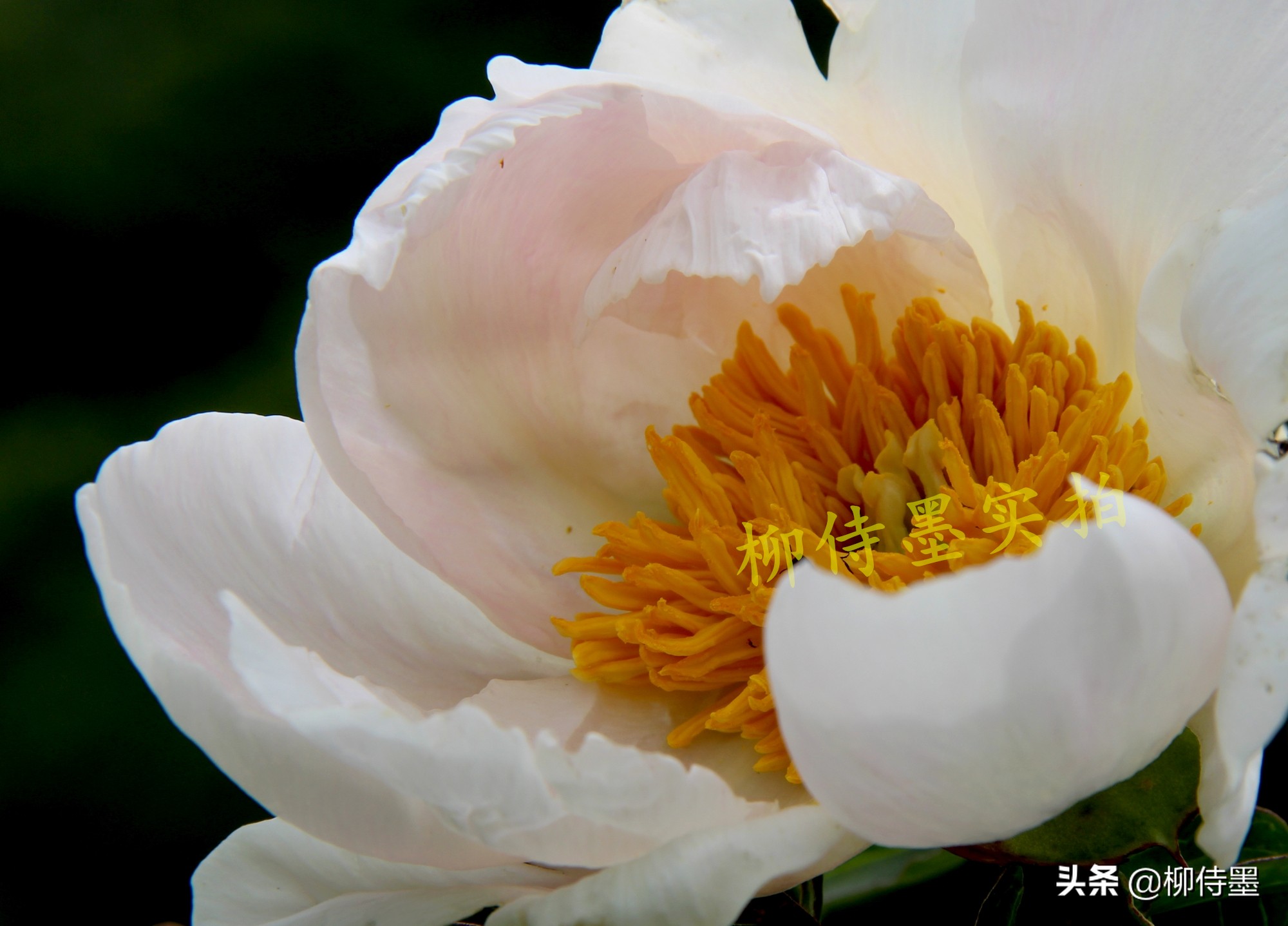 海边人像屏保拍摄技巧,人像屏保怎么拍摄好看