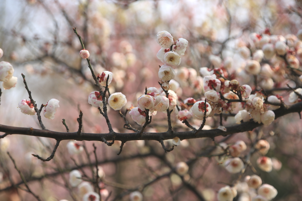 早春二月竖笛曲谱,早春二月笛子演奏