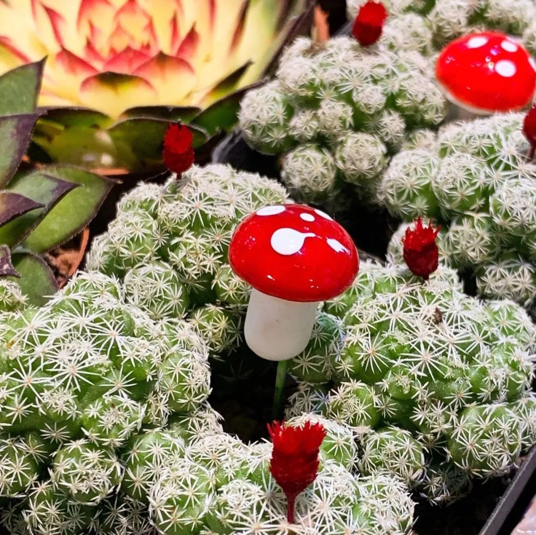 北京花市攻略大全,北京最美赏花景点