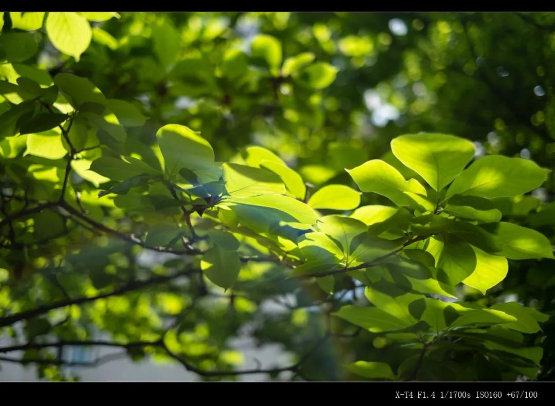 富士微单x-t4深度测试压轴,富士x-t4拍照怎么样