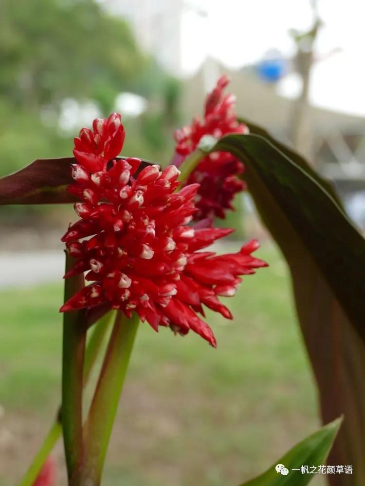 紫背竹芋卧花竹芋,紫背竹芋图片和名称