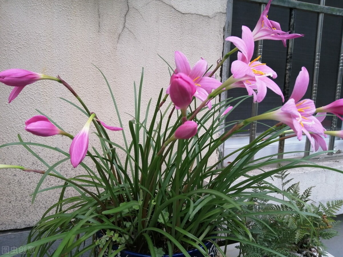 园林人需要知道的85个花卉知识,园林花卉的种类及图片